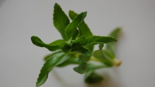 Source: http://www.rauom.com/